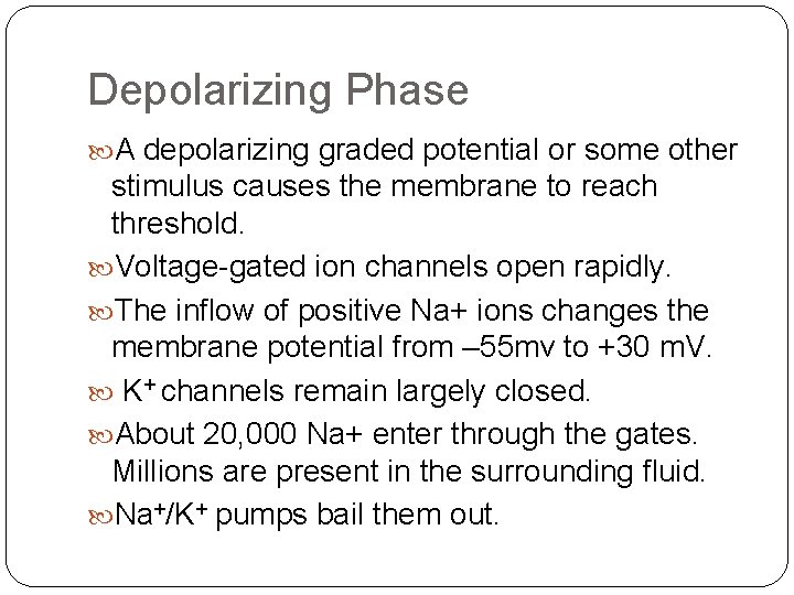 Depolarizing Phase A depolarizing graded potential or some other stimulus causes the membrane to