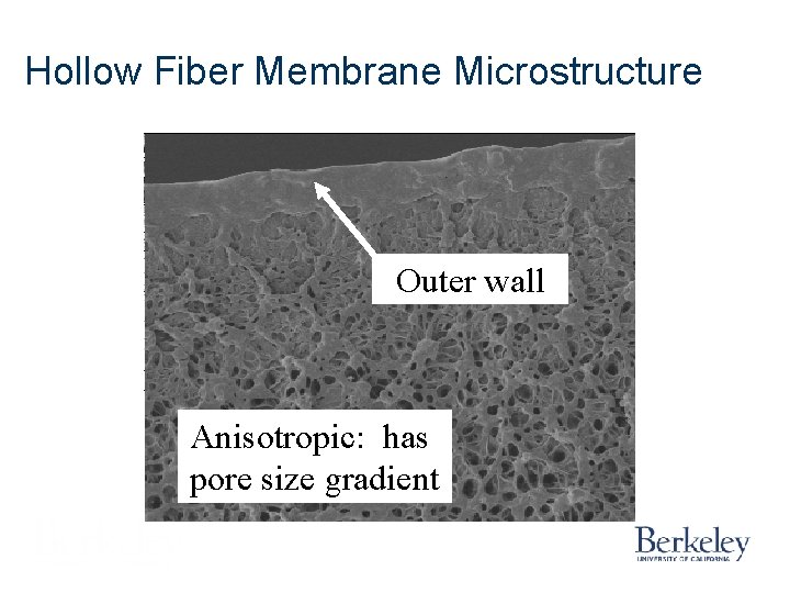 Hollow Fiber Membrane Microstructure Outer wall Anisotropic: has pore size gradient Hollow Fiber Membrane Microstructure Outer wall Anisotropic: has pore size gradient