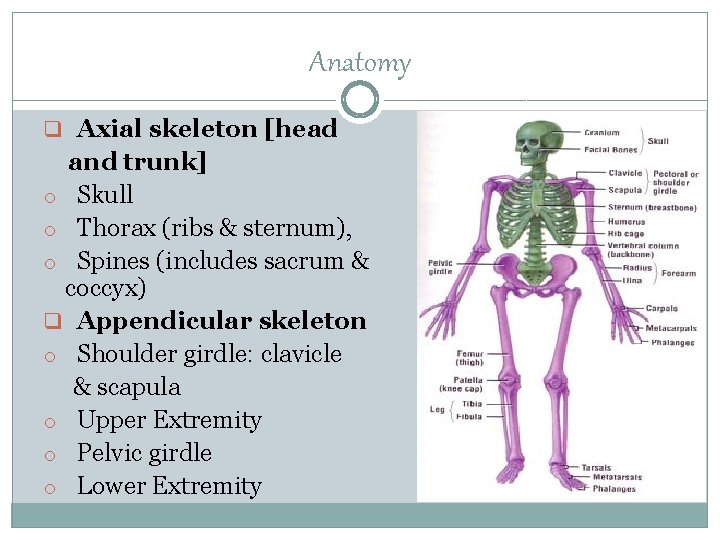 Anatomy q Axial skeleton [head and trunk] o Skull o Thorax (ribs & sternum),