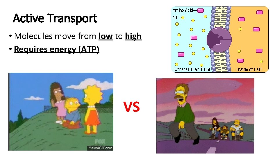 Active Transport • Molecules move from low to high • Requires energy (ATP) VS