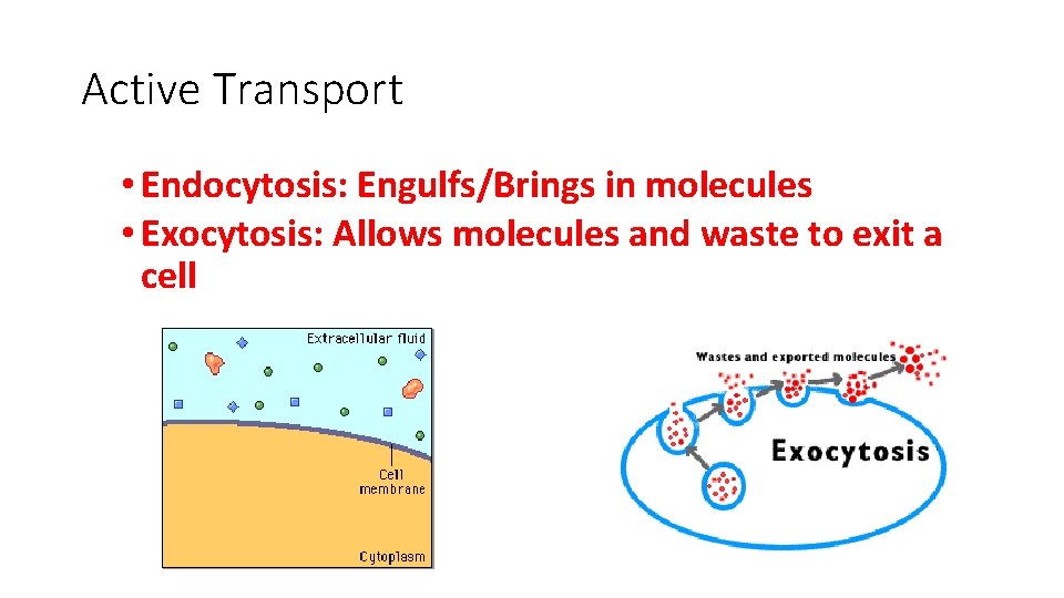 Active Transport • Endocytosis: Engulfs/Brings in molecules • Exocytosis: Allows molecules and waste to