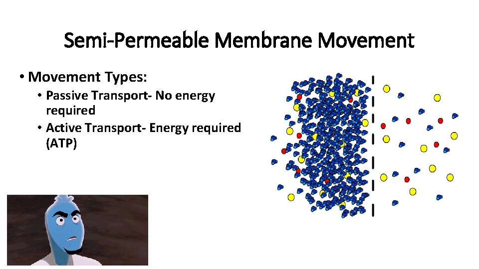 Semi-Permeable Membrane Movement • Movement Types: • Passive Transport- No energy required • Active
