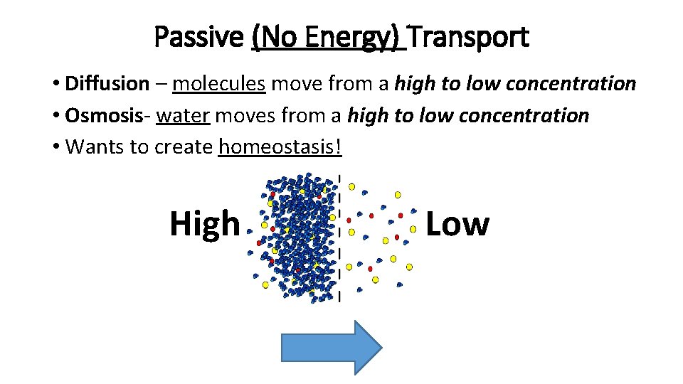 Passive (No Energy) Transport • Diffusion – molecules move from a high to low