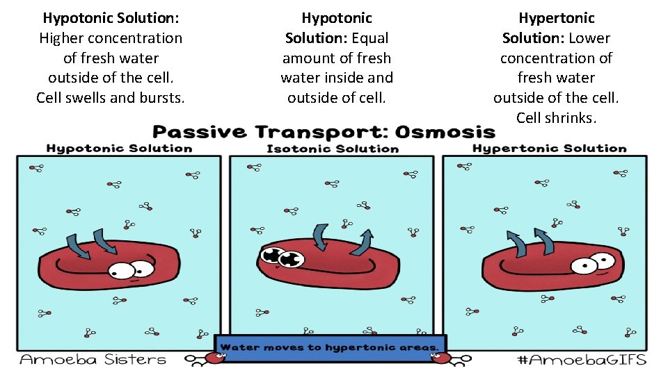 Hypotonic Solution: Higher concentration of fresh water outside of the cell. Cell swells and