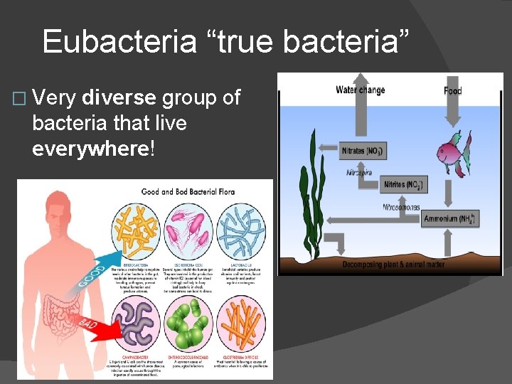 Eubacteria “true bacteria” � Very diverse group of bacteria that live everywhere! 