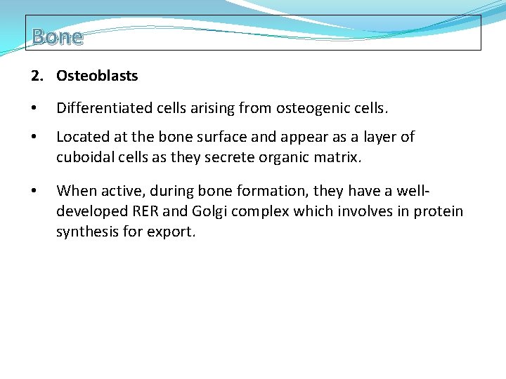 Bone 2. Osteoblasts • Differentiated cells arising from osteogenic cells. • Located at the