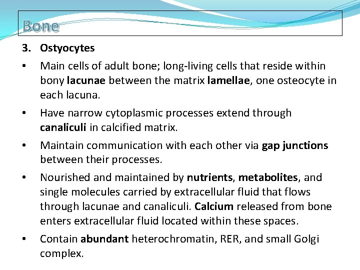 Bone 3. Ostyocytes • Main cells of adult bone; long-living cells that reside within