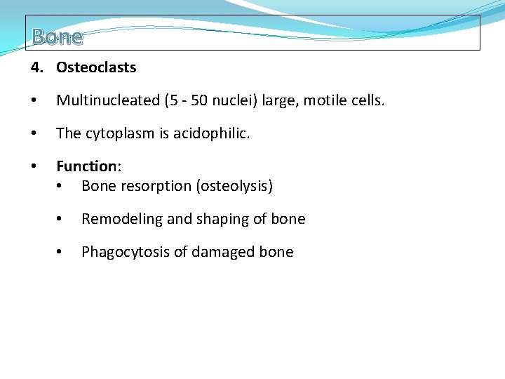 Bone 4. Osteoclasts • Multinucleated (5 - 50 nuclei) large, motile cells. • The