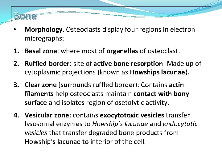 Bone • Morphology. Osteoclasts display four regions in electron micrographs: 1. Basal zone: where