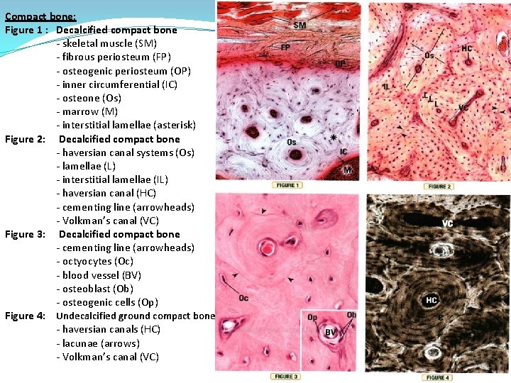 Compact bone: Figure 1 : Decalcified compact bone - skeletal muscle (SM) - fibrous