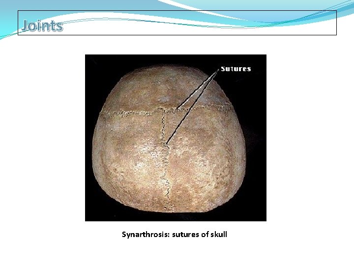 Joints Synarthrosis: sutures of skull 