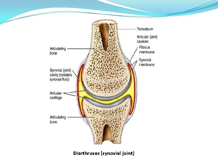 Diarthroses (synovial joint) 