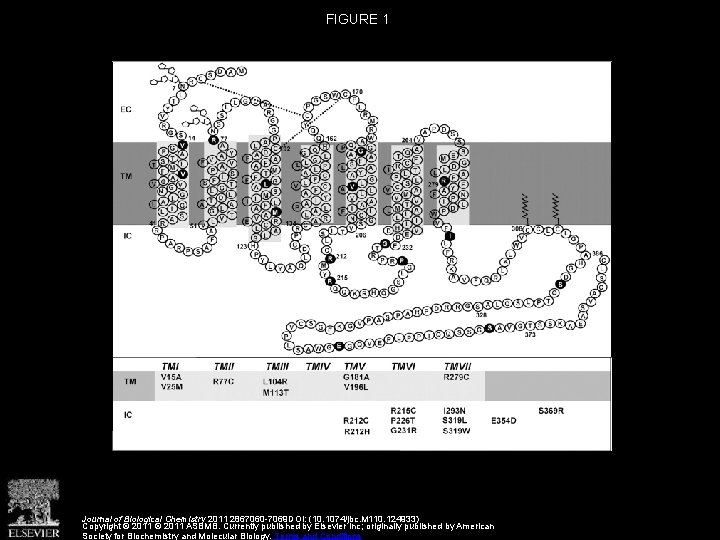 FIGURE 1 Journal of Biological Chemistry 2011 2867060 -7069 DOI: (10. 1074/jbc. M 110.