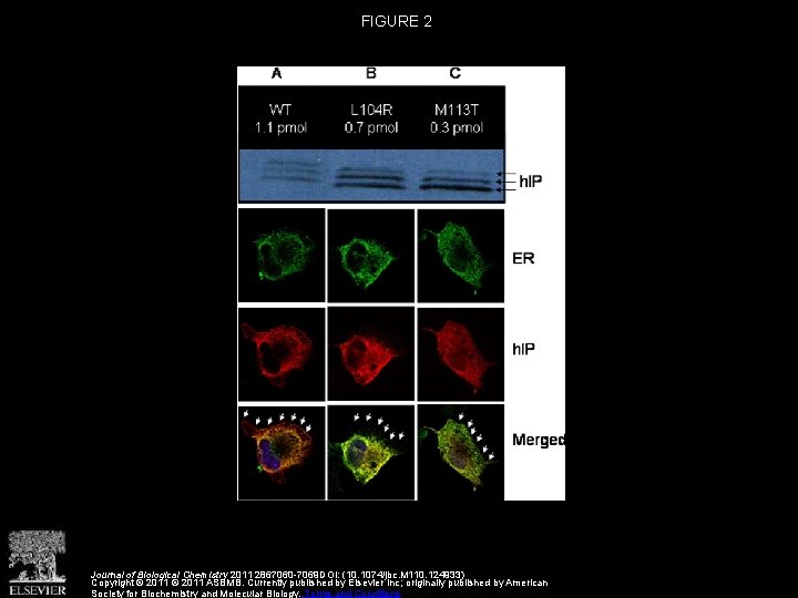 FIGURE 2 Journal of Biological Chemistry 2011 2867060 -7069 DOI: (10. 1074/jbc. M 110.