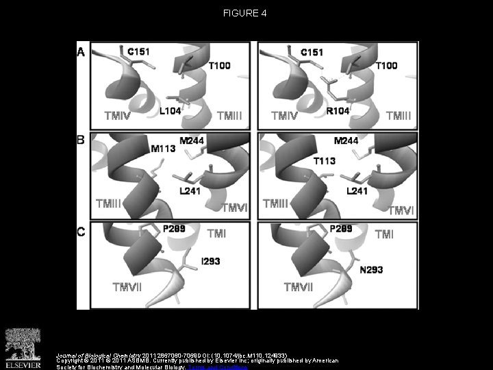 FIGURE 4 Journal of Biological Chemistry 2011 2867060 -7069 DOI: (10. 1074/jbc. M 110.
