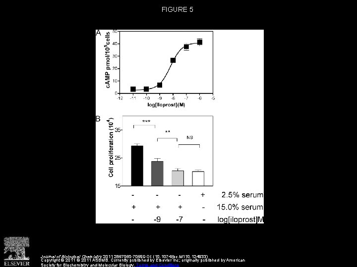 FIGURE 5 Journal of Biological Chemistry 2011 2867060 -7069 DOI: (10. 1074/jbc. M 110.