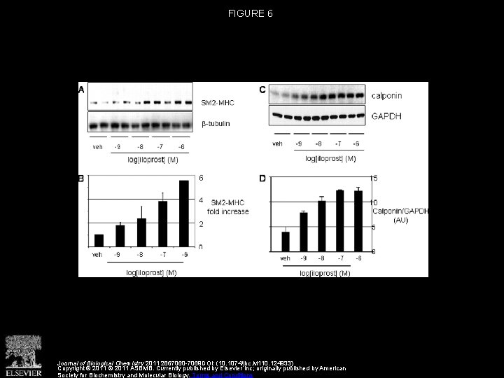 FIGURE 6 Journal of Biological Chemistry 2011 2867060 -7069 DOI: (10. 1074/jbc. M 110.