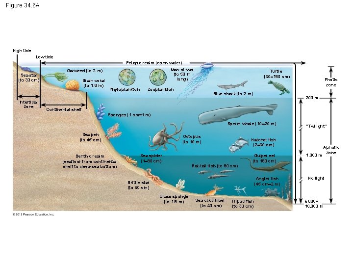 Figure 34. 6 A High tide Low tide Pelagic realm (open water) Sea star