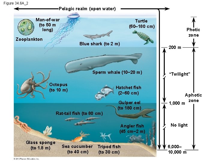Figure 34. 6 A_2 Pelagic realm (open water) Man-of-war (to 50 m long) Turtle