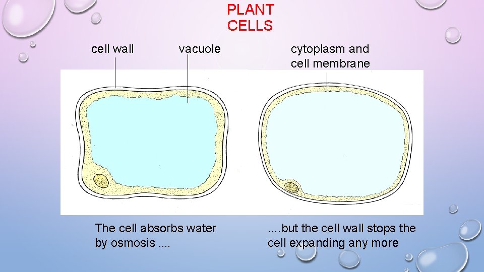 PLANT CELLS cell wall vacuole The cell absorbs water by osmosis. . cytoplasm and