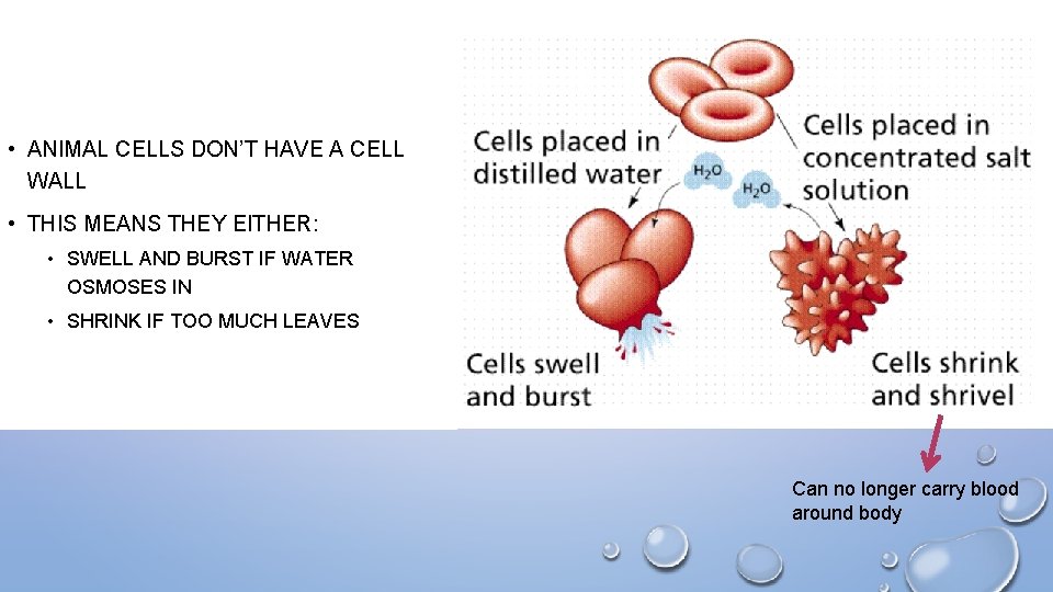  • ANIMAL CELLS DON’T HAVE A CELL WALL • THIS MEANS THEY EITHER:
