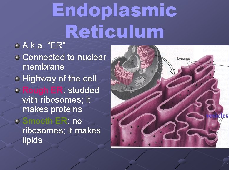 Endoplasmic Reticulum A. k. a. “ER” Connected to nuclear membrane Highway of the cell
