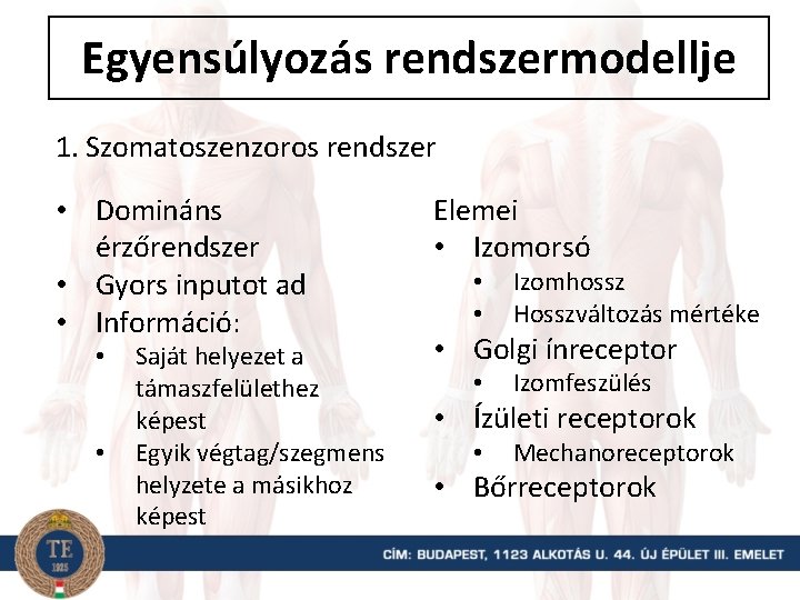 Egyensúlyozás rendszermodellje 1. Szomatoszenzoros rendszer • Domináns érzőrendszer • Gyors inputot ad • Információ: