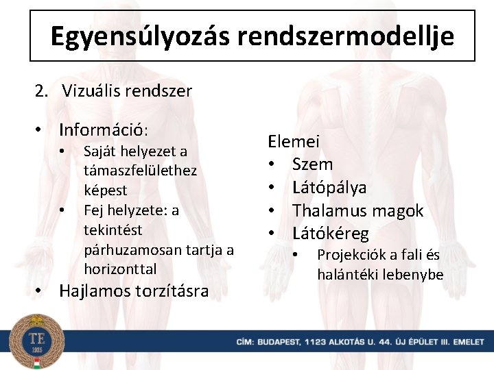 Egyensúlyozás rendszermodellje 2. Vizuális rendszer • Információ: • • Saját helyezet a támaszfelülethez képest