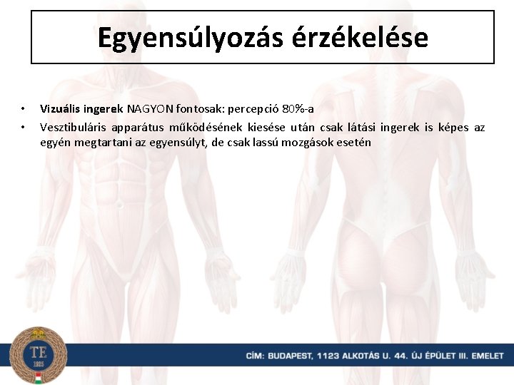 Egyensúlyozás érzékelése • • Vizuális ingerek NAGYON fontosak: percepció 80%-a Vesztibuláris apparátus működésének kiesése