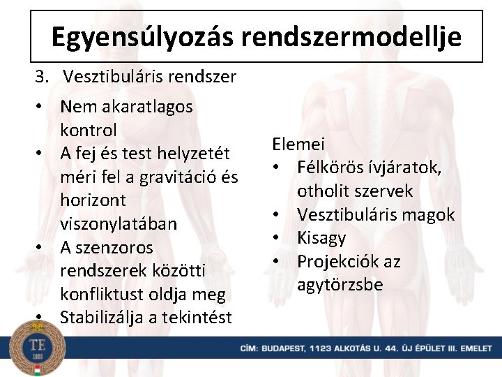 Egyensúlyozás rendszermodellje 3. Vesztibuláris rendszer • Nem akaratlagos kontrol • A fej és test