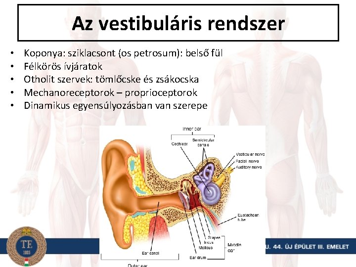 Az vestibuláris rendszer • • • Koponya: sziklacsont (os petrosum): belső fül Félkörös ívjáratok