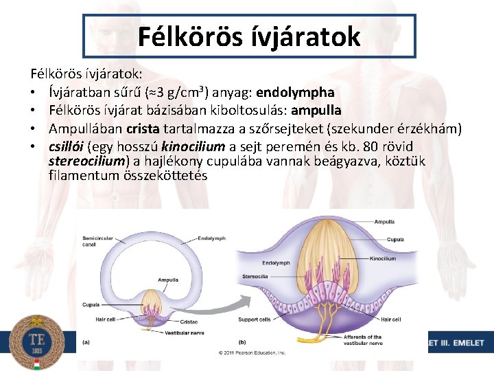 Félkörös ívjáratok: • Ívjáratban sűrű (≈3 g/cm 3) anyag: endolympha • Félkörös ívjárat bázisában