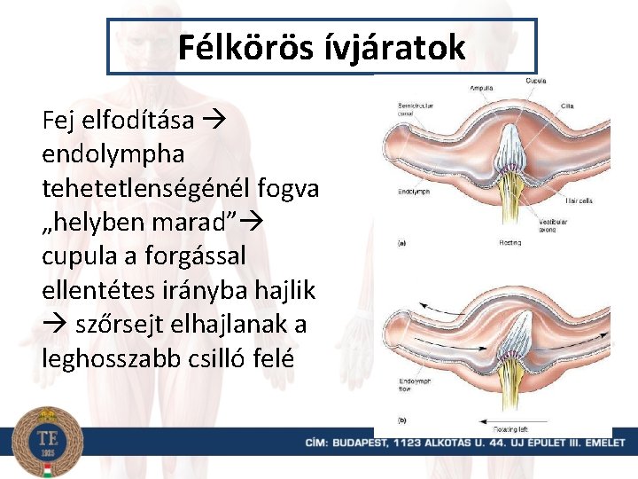 Félkörös ívjáratok Fej elfodítása endolympha tehetetlenségénél fogva „helyben marad” cupula a forgással ellentétes irányba