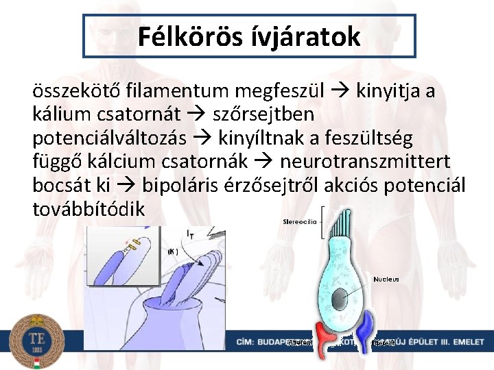 Félkörös ívjáratok összekötő filamentum megfeszül kinyitja a kálium csatornát szőrsejtben potenciálváltozás kinyíltnak a feszültség