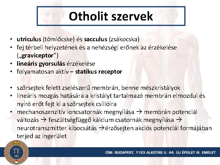 Otholit szervek • utriculus (tömlőcske) és sacculus (zsákocska) • fej térbeli helyzetének és a