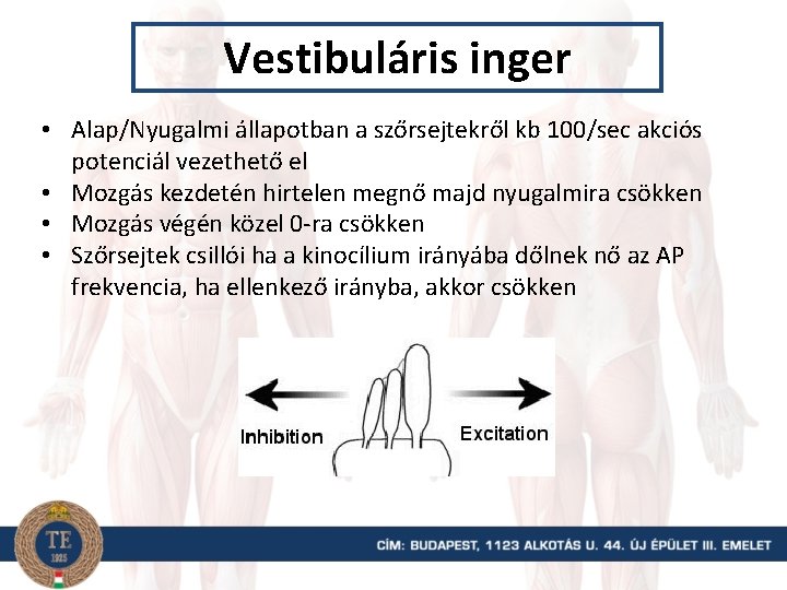 Vestibuláris inger • Alap/Nyugalmi állapotban a szőrsejtekről kb 100/sec akciós potenciál vezethető el •