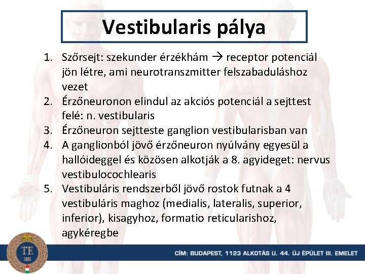 Vestibularis pálya 1. Szőrsejt: szekunder érzékhám receptor potenciál jön létre, ami neurotranszmitter felszabaduláshoz vezet