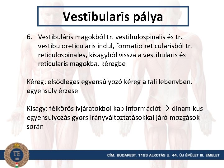 Vestibularis pálya 6. Vestibuláris magokból tr. vestibulospinalis és tr. vestibuloreticularis indul, formatio reticularisból tr.