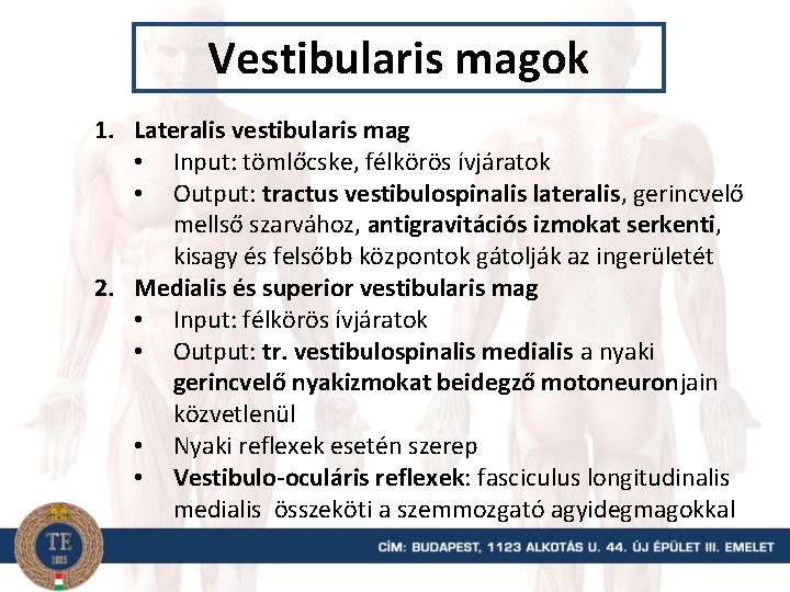 Vestibularis magok 1. Lateralis vestibularis mag • Input: tömlőcske, félkörös ívjáratok • Output: tractus