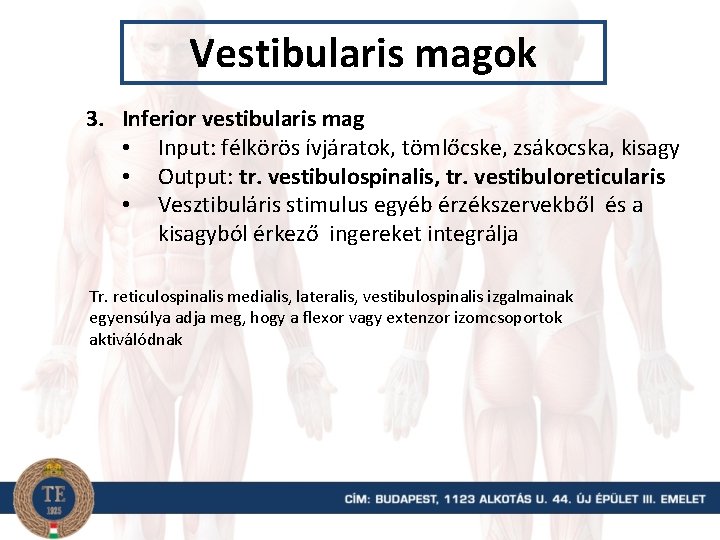 Vestibularis magok 3. Inferior vestibularis mag • Input: félkörös ívjáratok, tömlőcske, zsákocska, kisagy •