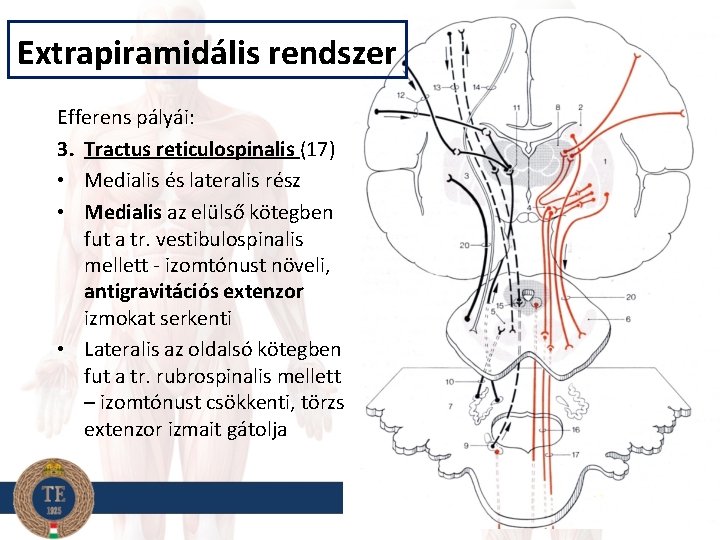 Extrapiramidális rendszer Efferens pályái: 3. Tractus reticulospinalis (17) • Medialis és lateralis rész •