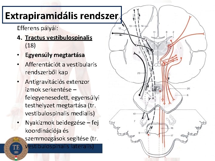 Extrapiramidális rendszer Efferens pályái: 4. Tractus vestibulospinalis (18) • Egyensúly megtartása • Afferentációt a