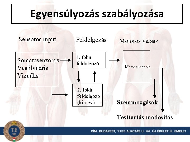 Egyensúlyozás szabályozása Sensoros input Somatosenzoros Vestibuláris Vizuális Feldolgozás 1. fokú feldolgozó 2. fokú feldolgozó