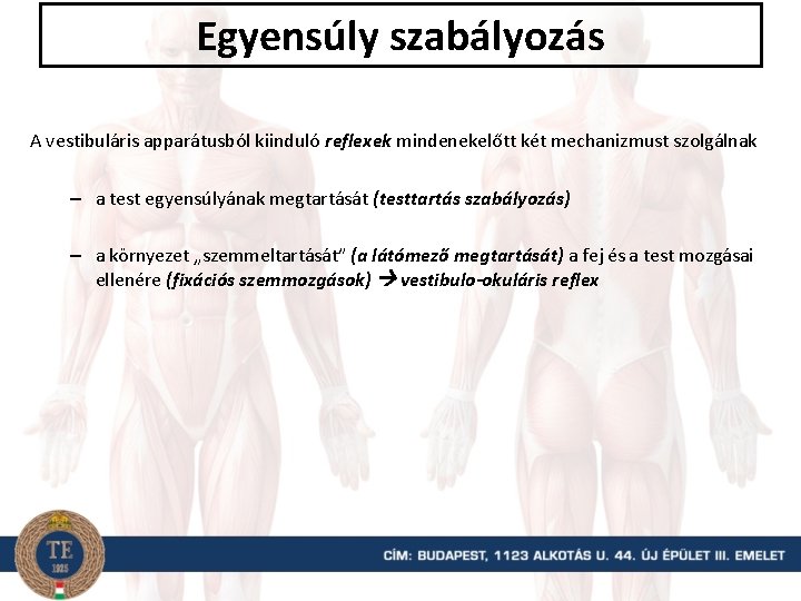 Egyensúly szabályozás A vestibuláris apparátusból kiinduló reflexek mindenekelőtt két mechanizmust szolgálnak – a test