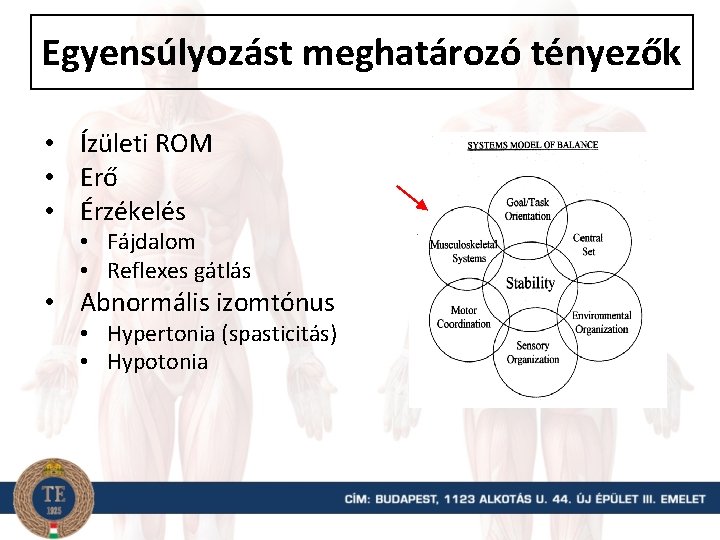 Egyensúlyozást meghatározó tényezők • Ízületi ROM • Erő • Érzékelés • Fájdalom • Reflexes