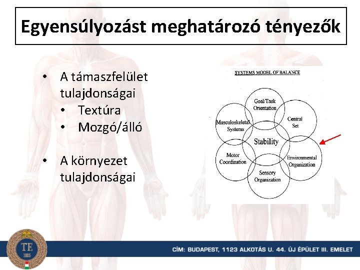 Egyensúlyozást meghatározó tényezők • A támaszfelület tulajdonságai • Textúra • Mozgó/álló • A környezet