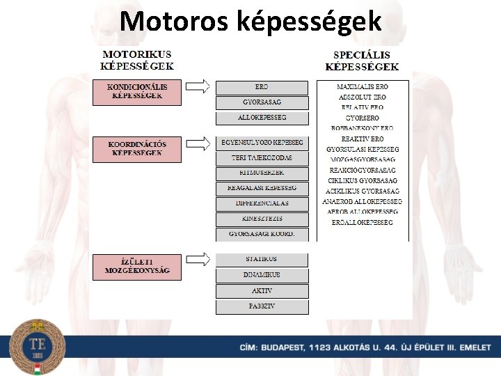 Motoros képességek 