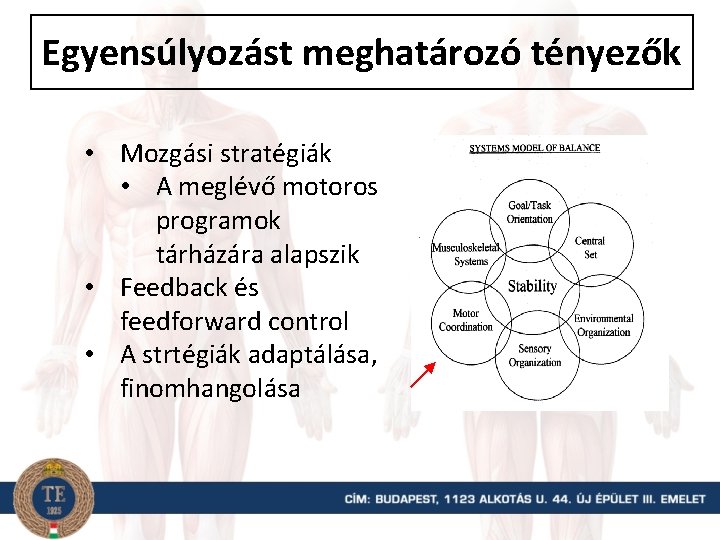 Egyensúlyozást meghatározó tényezők • Mozgási stratégiák • A meglévő motoros programok tárházára alapszik •