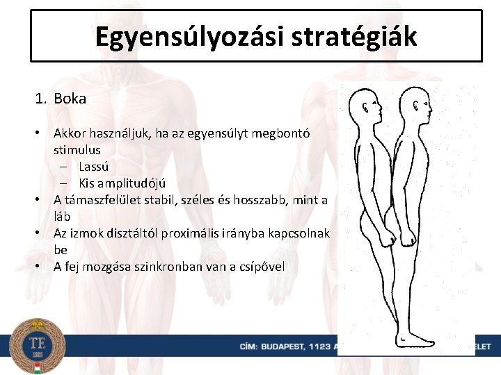 Egyensúlyozási stratégiák 1. Boka • Akkor használjuk, ha az egyensúlyt megbontó stimulus – Lassú