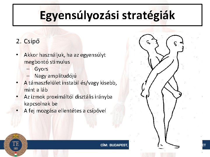 Egyensúlyozási stratégiák 2. Csípő • Akkor használjuk, ha az egyensúlyt megbontó stimulus – Gyors